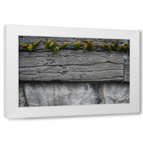 Old Montreal Ancient Wall and Ivy 2 White Modern Wood Framed Art Print by Lavoie, Tina