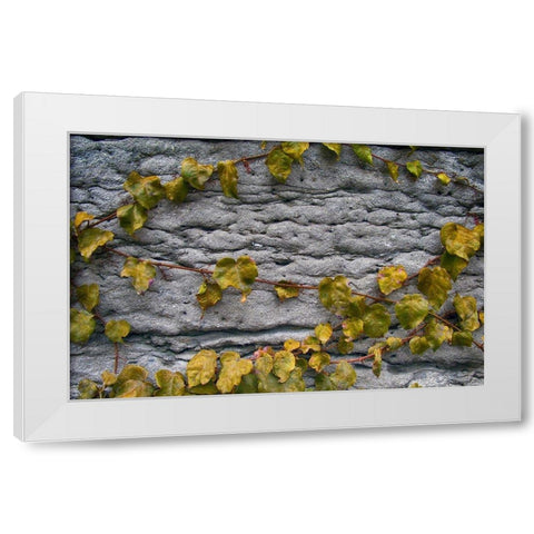 Old Montreal Ancient Wall and Ivy White Modern Wood Framed Art Print by Lavoie, Tina