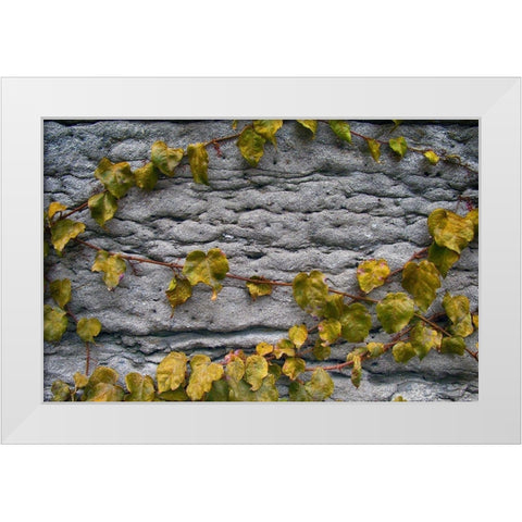 Old Montreal Ancient Wall and Ivy White Modern Wood Framed Art Print by Lavoie, Tina