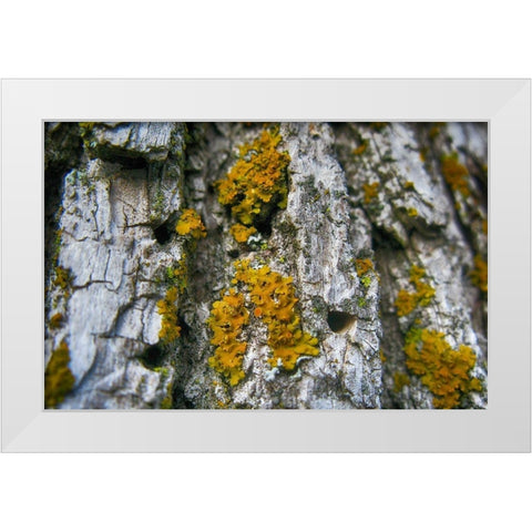 Ash Tree and Lichen White Modern Wood Framed Art Print by Lavoie, Tina