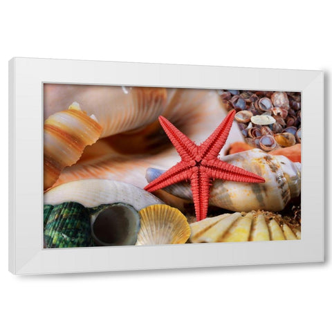 Seashells White Modern Wood Framed Art Print by Lavoie, Tina