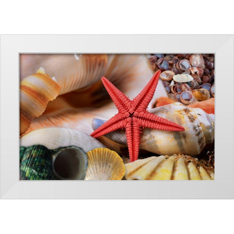 Seashells White Modern Wood Framed Art Print by Lavoie, Tina
