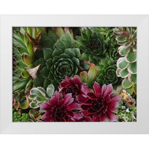 Succulent Garden White Modern Wood Framed Art Print by Lavoie, Tina