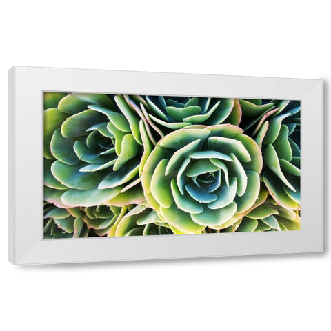 Succulent Rose White Modern Wood Framed Art Print by Lavoie, Tina