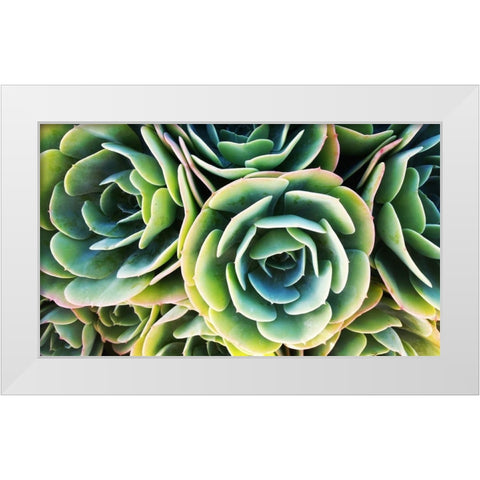 Succulent Rose White Modern Wood Framed Art Print by Lavoie, Tina