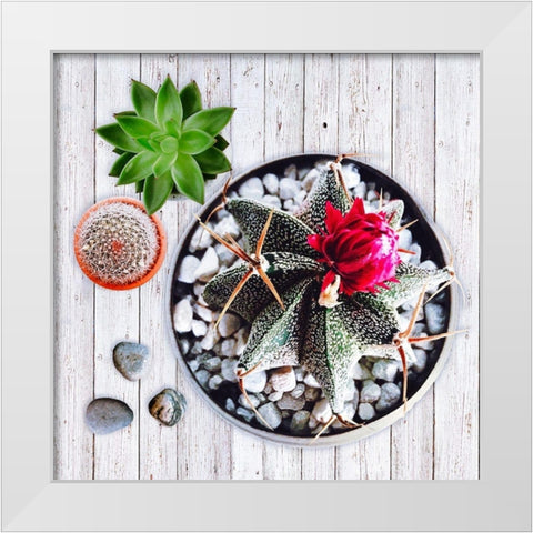 Two Succulents and A Cactus White Modern Wood Framed Art Print by Lavoie, Tina