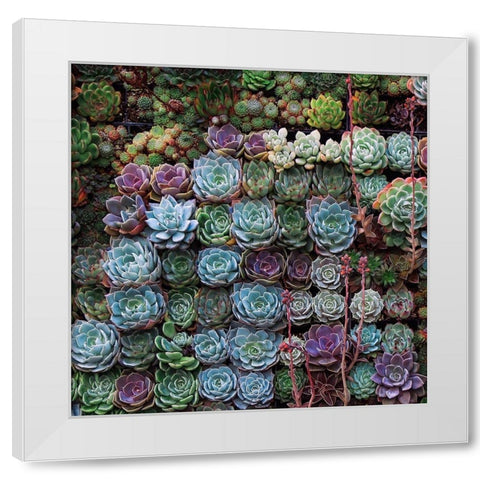 A Gathering Of Succulents 2 White Modern Wood Framed Art Print by Lavoie, Tina