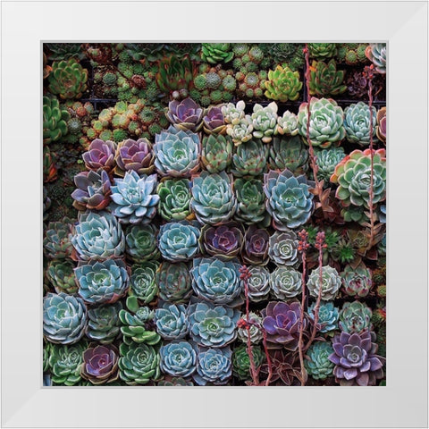 A Gathering Of Succulents 2 White Modern Wood Framed Art Print by Lavoie, Tina