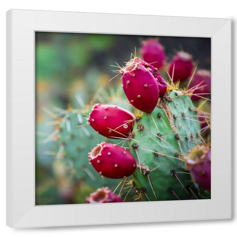 Prickly Pear Cactus White Modern Wood Framed Art Print by Lavoie, Tina