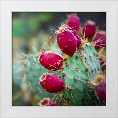 Prickly Pear Cactus White Modern Wood Framed Art Print by Lavoie, Tina