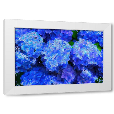 Crystal Blue Hydrangeas White Modern Wood Framed Art Print by Lavoie, Tina