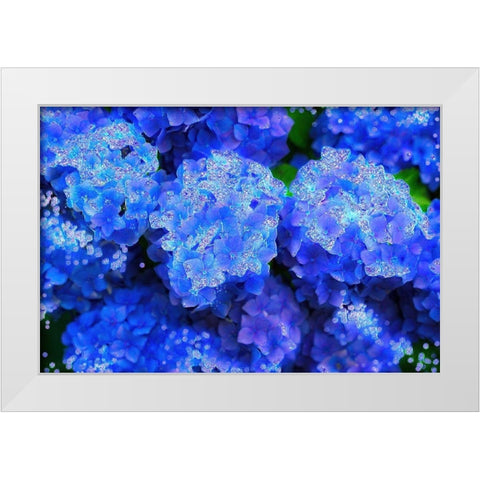 Crystal Blue Hydrangeas White Modern Wood Framed Art Print by Lavoie, Tina