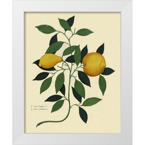 Italian Botanical Lemon Illustration 1650 White Modern Wood Framed Art Print by Lavoie, Tina