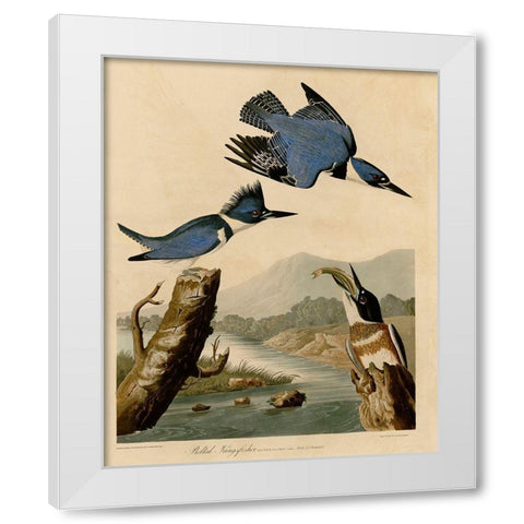 Belted Kingfisher White Modern Wood Framed Art Print by Vintage Apple Collection