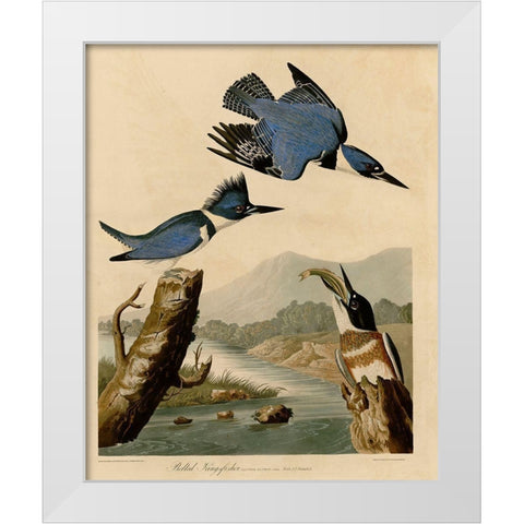 Belted Kingfisher White Modern Wood Framed Art Print by Vintage Apple Collection