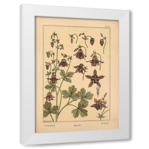 Plate 10 - Columbine White Modern Wood Framed Art Print by Vintage Apple Collection