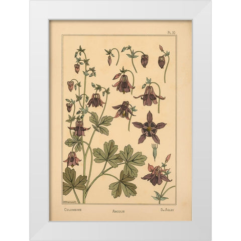 Plate 10 - Columbine White Modern Wood Framed Art Print by Vintage Apple Collection