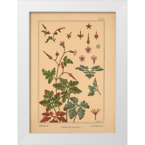 Plate 19 - Geranium White Modern Wood Framed Art Print by Vintage Apple Collection