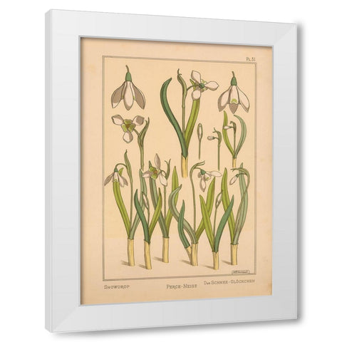 Plate 31 - Snowdrop White Modern Wood Framed Art Print by Vintage Apple Collection