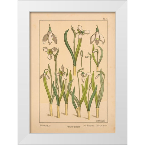 Plate 31 - Snowdrop White Modern Wood Framed Art Print by Vintage Apple Collection