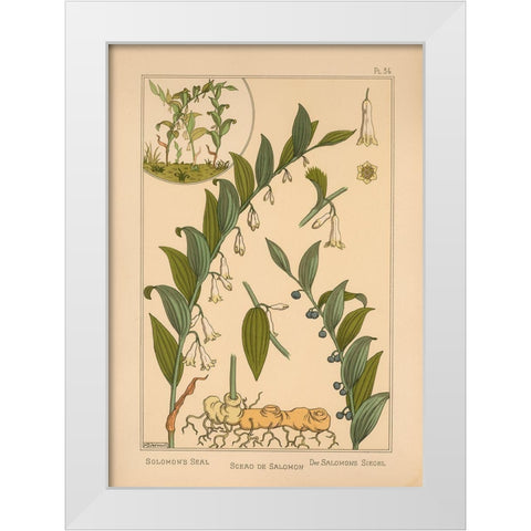 Plate 34 - Solomons Seal White Modern Wood Framed Art Print by Vintage Apple Collection