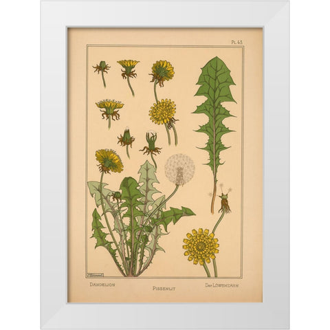 Plate 43 - Dandelion White Modern Wood Framed Art Print by Vintage Apple Collection