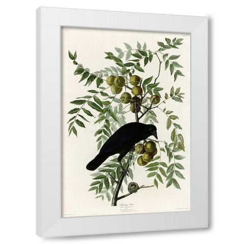 American Crow White Modern Wood Framed Art Print by Vintage Apple Collection