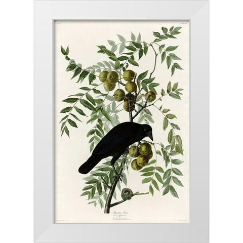 American Crow White Modern Wood Framed Art Print by Vintage Apple Collection