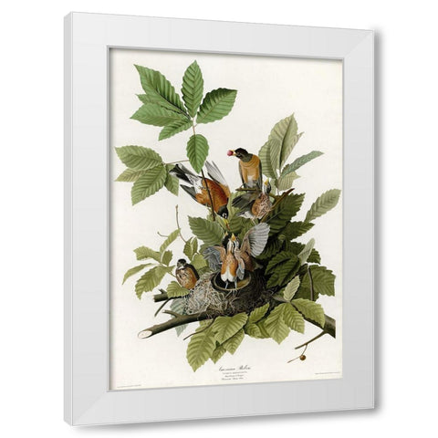 American Robin White Modern Wood Framed Art Print by Vintage Apple Collection