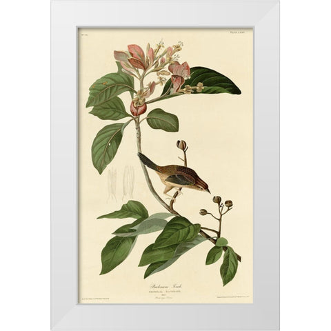 Bachmans Finch White Modern Wood Framed Art Print by Vintage Apple Collection