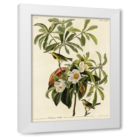 Bachmans Warbler White Modern Wood Framed Art Print by Vintage Apple Collection