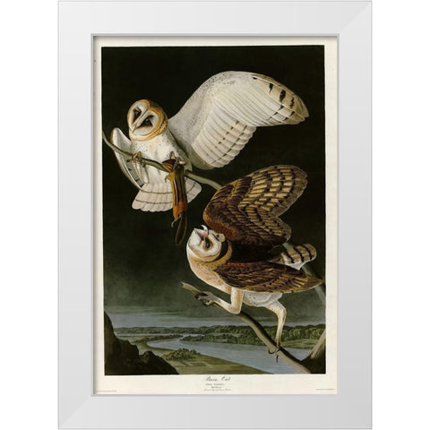 Barn Owl White Modern Wood Framed Art Print by Vintage Apple Collection