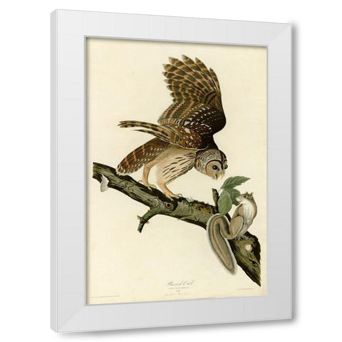 Barred Owl White Modern Wood Framed Art Print by Vintage Apple Collection