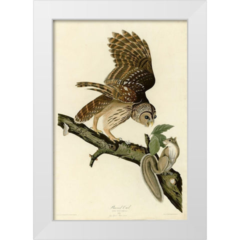 Barred Owl White Modern Wood Framed Art Print by Vintage Apple Collection