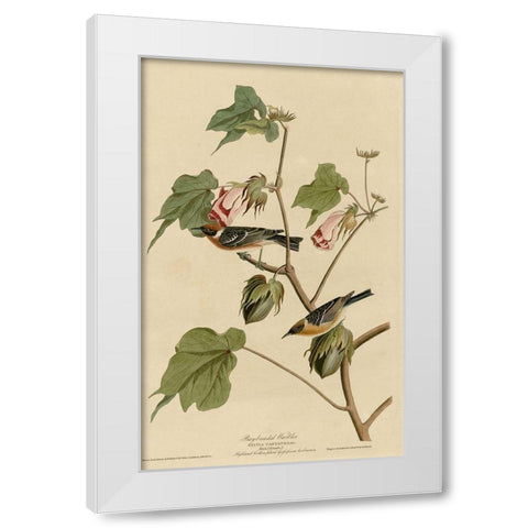 Bay Breasted Warbler White Modern Wood Framed Art Print by Vintage Apple Collection