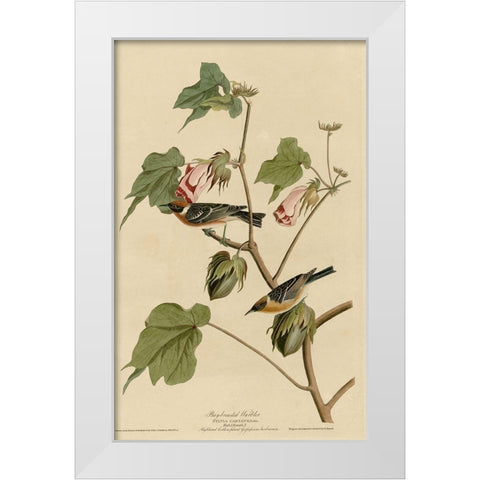 Bay Breasted Warbler White Modern Wood Framed Art Print by Vintage Apple Collection