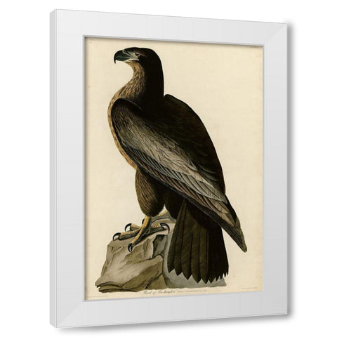 Birdofwashington White Modern Wood Framed Art Print by Vintage Apple Collection