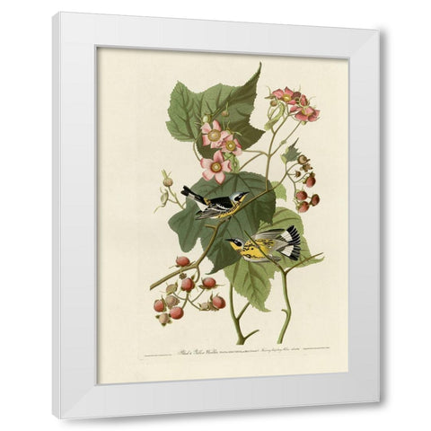 Black And Yellow Warblers White Modern Wood Framed Art Print by Vintage Apple Collection