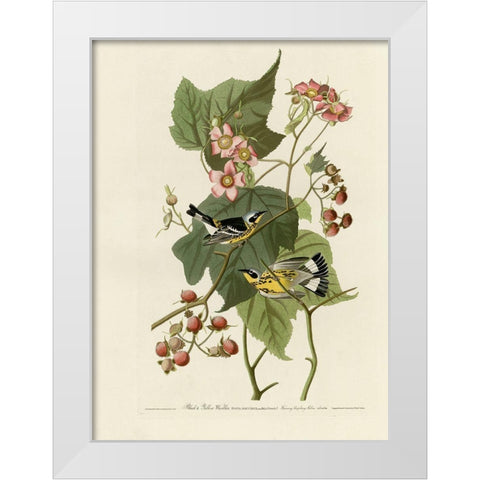Black And Yellow Warblers White Modern Wood Framed Art Print by Vintage Apple Collection