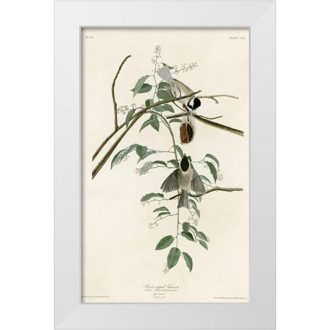 Black Capped Titmouse White Modern Wood Framed Art Print by Vintage Apple Collection