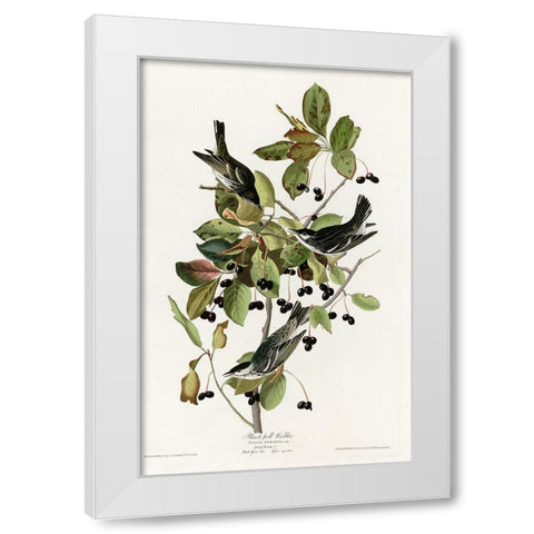 Black Poll Warbler White Modern Wood Framed Art Print by Vintage Apple Collection