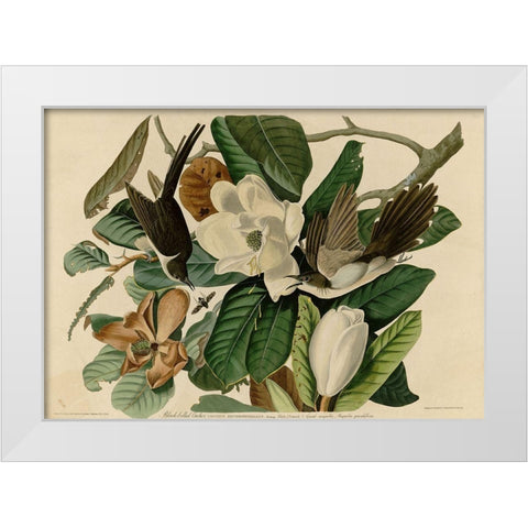 Blackbilled Cuckoo White Modern Wood Framed Art Print by Vintage Apple Collection