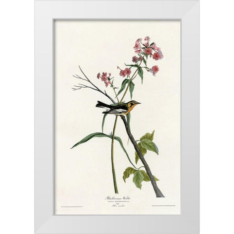 Blackburnian Warbler White Modern Wood Framed Art Print by Vintage Apple Collection