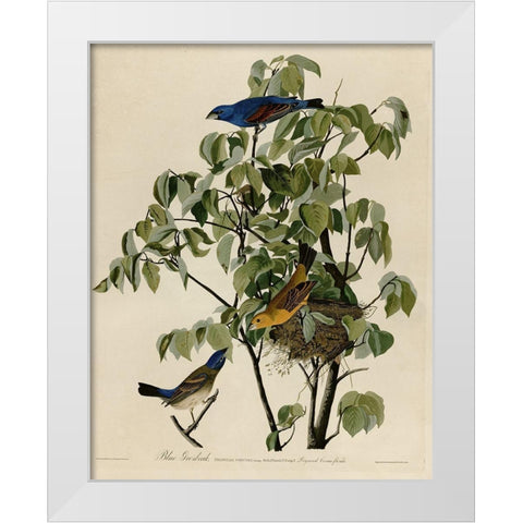 Blue Grosbeak White Modern Wood Framed Art Print by Vintage Apple Collection