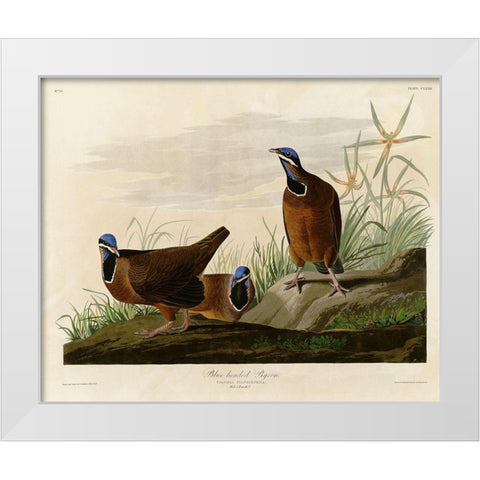 Blue Headed Pigeon White Modern Wood Framed Art Print by Vintage Apple Collection