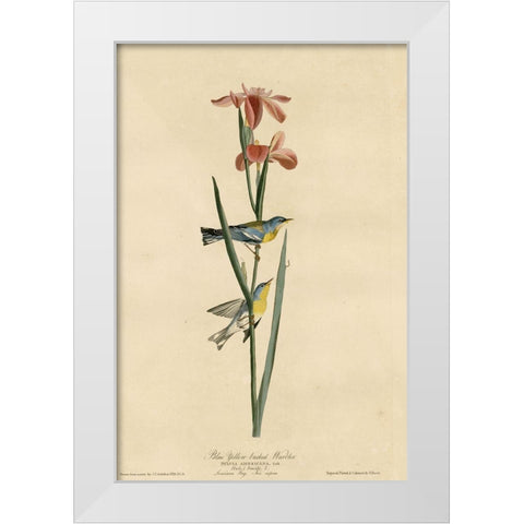 Blue Yellowbacked Warbler White Modern Wood Framed Art Print by Vintage Apple Collection