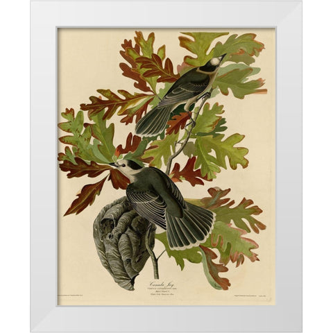 Canada Jay White Modern Wood Framed Art Print by Vintage Apple Collection
