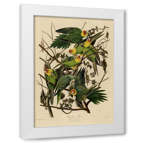 Carolina Parrot White Modern Wood Framed Art Print by Vintage Apple Collection