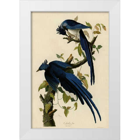 Columbia Jay White Modern Wood Framed Art Print by Vintage Apple Collection