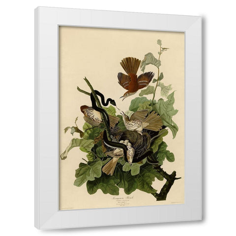 Ferruginous Thrush White Modern Wood Framed Art Print by Vintage Apple Collection